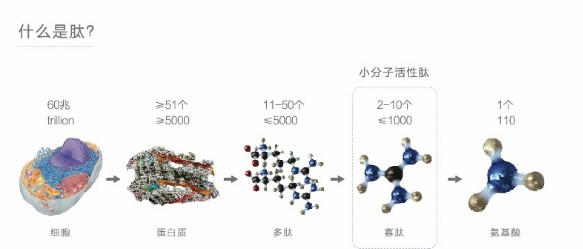 多肽 ，对身体有哪些好处？你知道多少