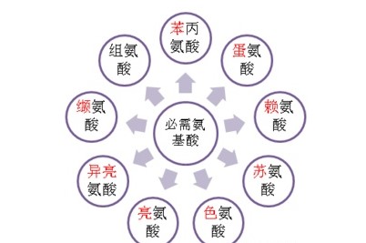 氨基酸讲解教你怎样获得优质蛋白质？