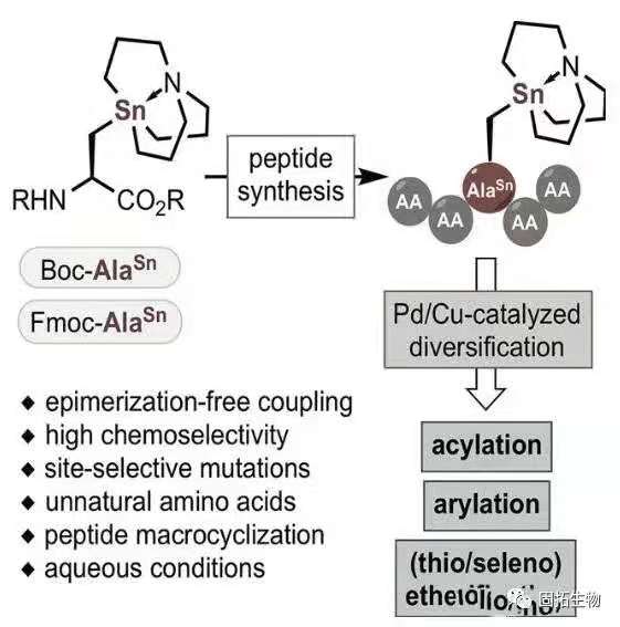 多肽功能化的选择性修饰