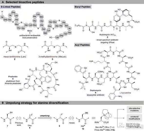 多肽功能化的选择性修饰
