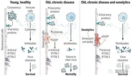 在临床前动物中，抗衰老药物可降低冠状病毒相关的死亡率
