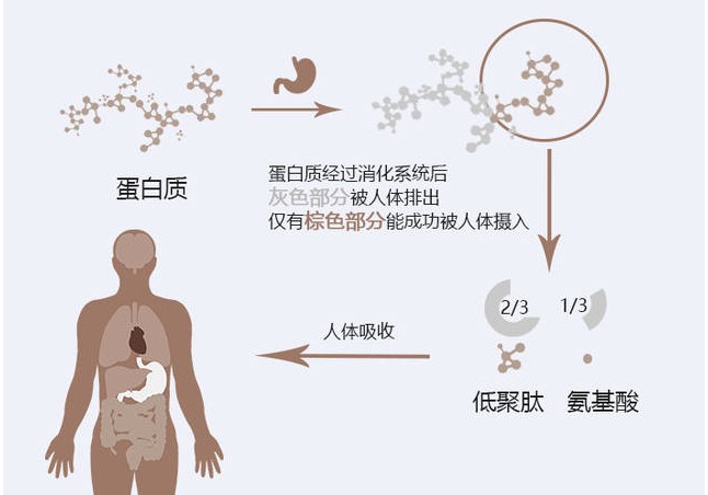 怎样进行蛋白质保存？ 你了解多少？