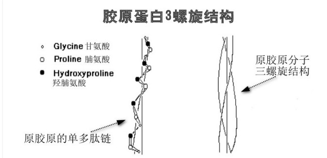 3种典型性氨基酸在胶原蛋白生成中的功效