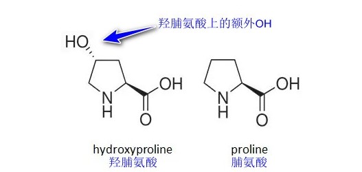 3种典型性氨基酸在胶原蛋白生成中的功效