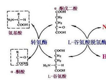 氨基酸的转氨、协同脱氨与脱酰胺功效