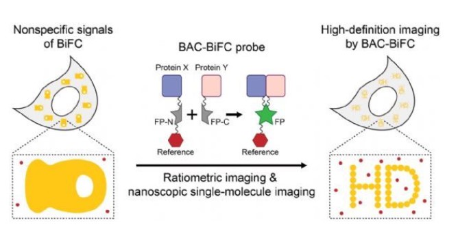 科研人员发展新式蛋白质互作显像技术