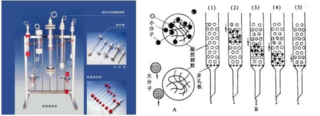 各种纯化蛋白分离大集合！