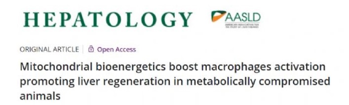 线粒体促进巨噬细胞活性促进肝脏再造
