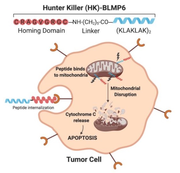 靶向治疗转移性肿瘤细胞的肽做为癌症检测探针和医治传送载体的表现