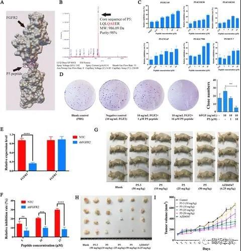 用于靶向治疗癌症的环肽为癌症治疗打开新思路