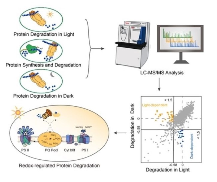 科学研究揭示蓝细菌光照/暗管控的蛋白质溶解