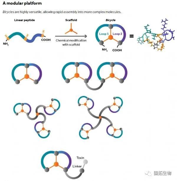 新型免疫肿瘤学疗法！罗氏与Bicycle扩大合作：开发Bicycle双环肽！