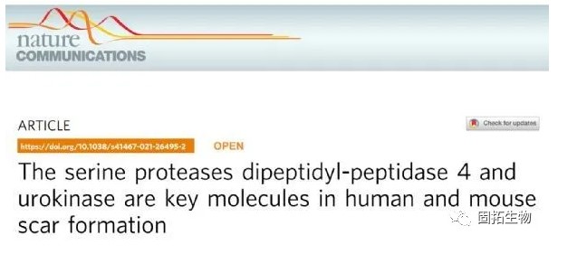 丝氨酸蛋白酶二肽基肽酶4和尿激酶是人和小鼠疤痕形成的关键分子
