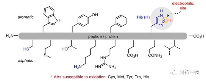 「多肽合成」可见光促进的组氨酸C-H官能团化修饰