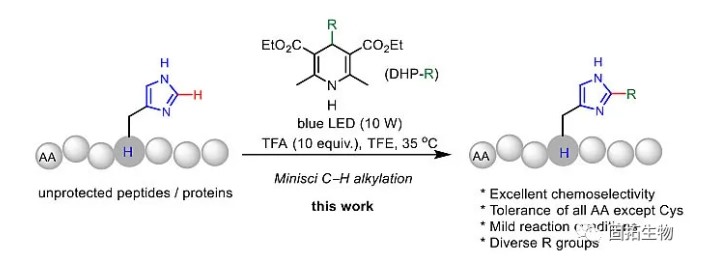 「多肽合成」可见光促进的组氨酸C-H官能团化修饰