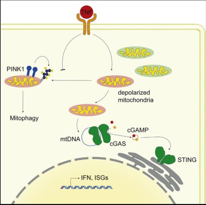 肿瘤坏死因素造成线粒体DNA释放出来和cGAS/STING依赖的干扰素反映支持炎性风湿病
