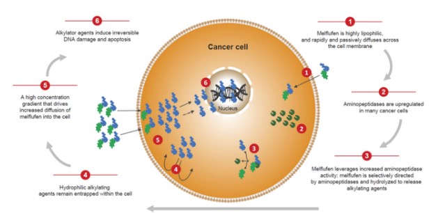 癌症靶向治疗：多肽偶联药品（PDC ）的研究成果和未来方位