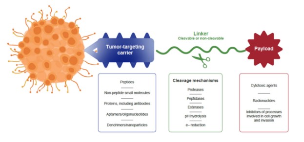 癌症靶向治疗：多肽偶联药品（PDC ）的研究成果和未来方位