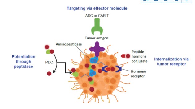 癌症靶向治疗：多肽偶联药品（PDC ）的研究成果和未来方位