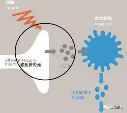 五肽-18/亮啡丝肽可减少神经递质的释放