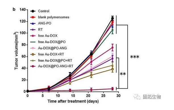 Au-DOX@PO-ANG新型靶向系统用于肿瘤的联合治疗