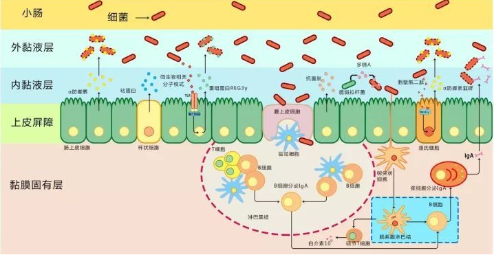 什么是抗菌肽？ 抗菌肽到底存在什么效果？