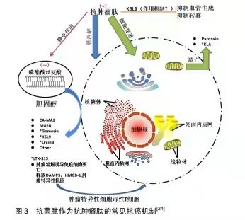 抗菌肽也可运用于抗肿瘤医治了！ 是真的吗？