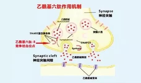 乙酰基六肽-8|抗衰老髙手，反转肌龄