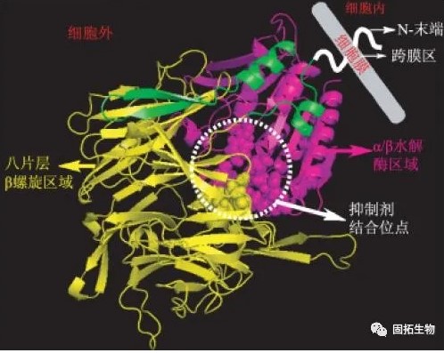 DPP-4抑制剂：聪明的降糖药