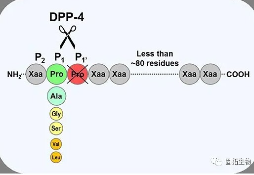 DPP-4抑制剂：聪明的降糖药