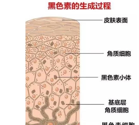 四肽-30又被称为亮肤肽Tetrapeptide-30和九肽-1一样