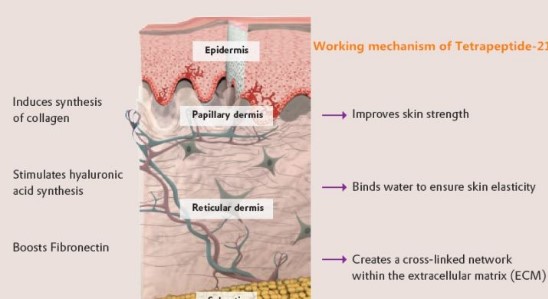 四肽-21（Tetrapeptide-21）除皱提升延展性