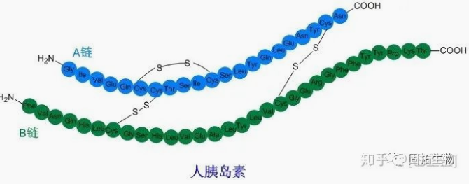固拓生物-胰岛素合成技术