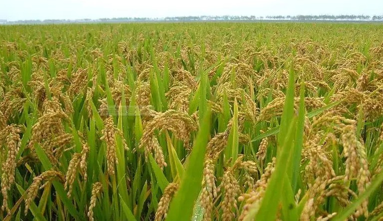 聚天门冬氨酸尿素对水稻的影响