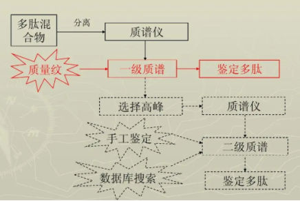 为什么要对多肽进行鉴定？多肽鉴定有什么流程