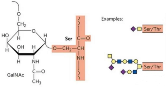 多肽修饰的天然化学连接是什么？