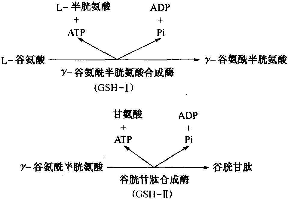 谷胱甘肽的组成和结构式