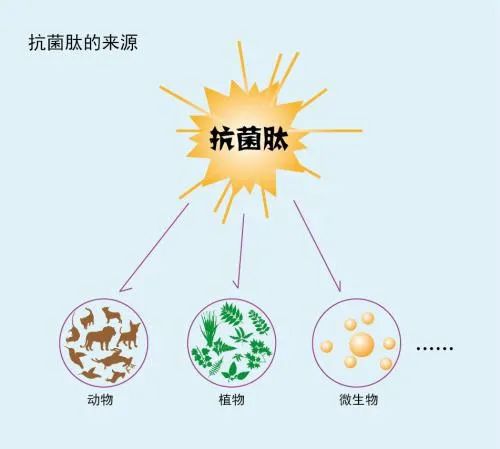 抗菌肽的抗生物膜研究综述