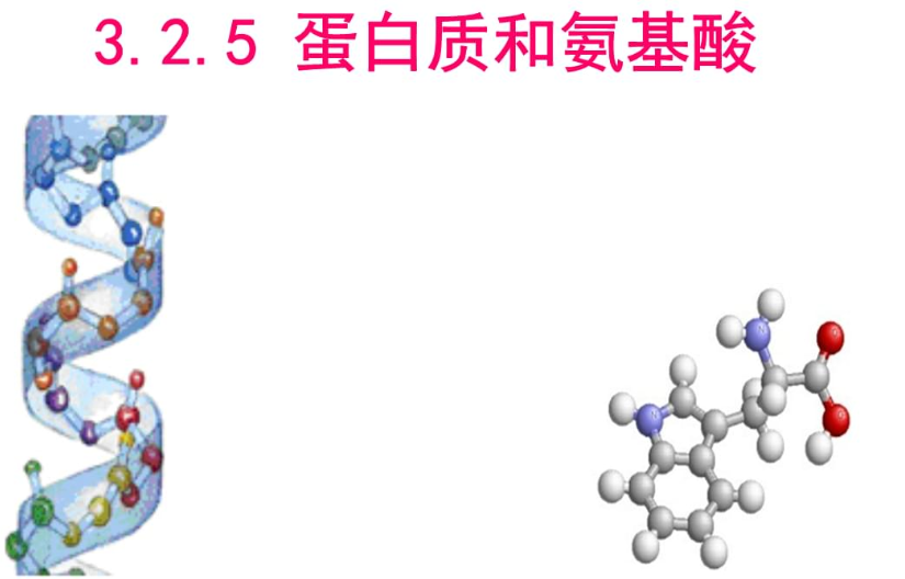 氨基酸与蛋白质的差异