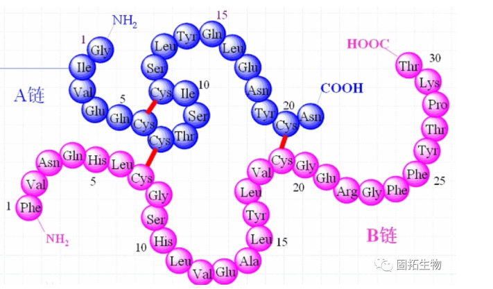 多肽内二硫键问题