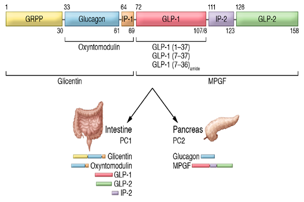 糖尿病著名靶点GLP-1R