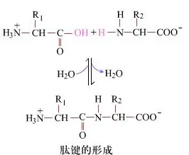 如何在多肽定制合成中形成肽键的原理