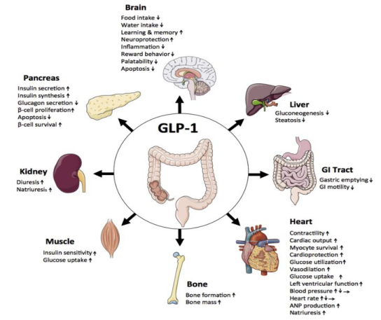 GLP-1R目标成为减肥领域的后起之秀？