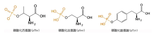 磷酸肽的认识