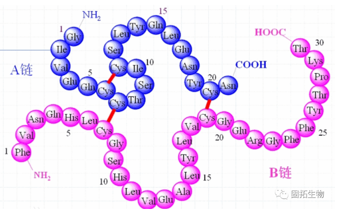 二硫键在化学和生物学中的概述