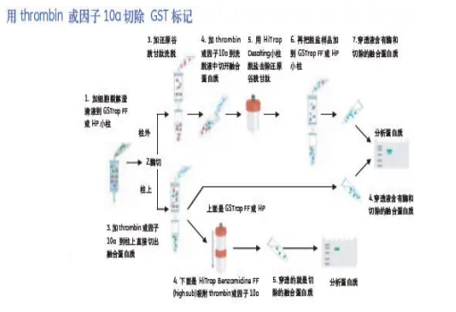 多肽蛋白纯化和鉴定的关键步骤